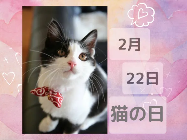 2月22日は猫の日！猫の生涯費用264万円を家計簿から考えてみよう